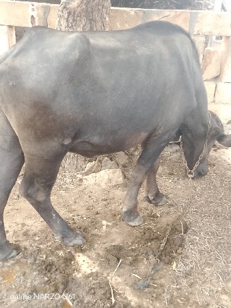 ખડેલી વેચવાની છે