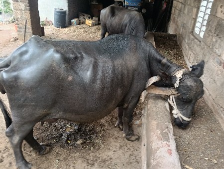 10
દિવસ ની વાર