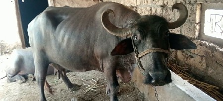 વેચવાની છે