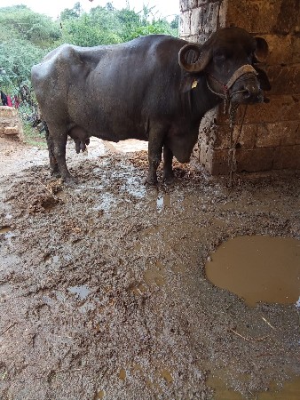 ભેંસ વેચવાની છે