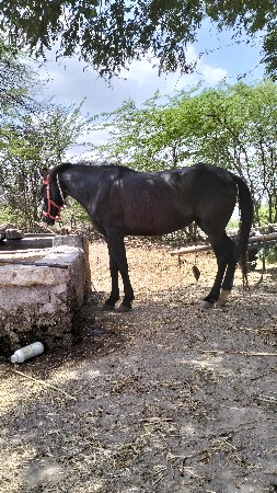 ghodi vechvani che