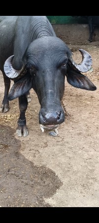 ચાર ભેંસુ વેચવાની છે