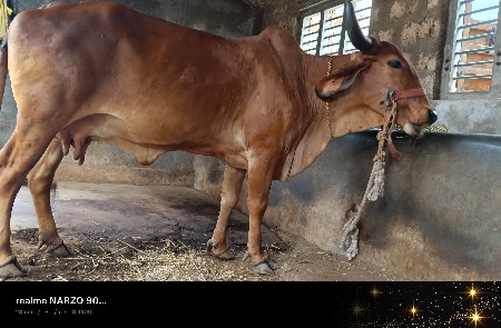 ગાય વેચવાની છે