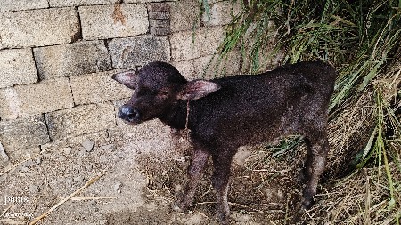 3 VETAR TAJI VAYANAL SE