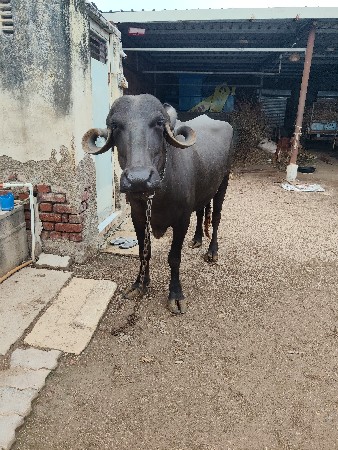 પેલું વેતર