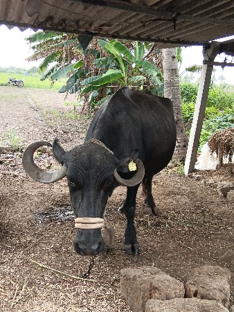 વેસવાની