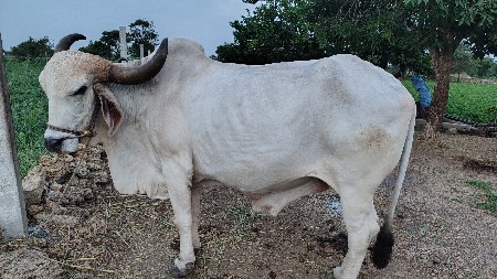 બળદ વેચવાના છે