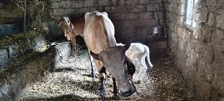 દેશી ઓડકી વેચવાની છે