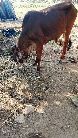 હોળકી વેચવાની છે