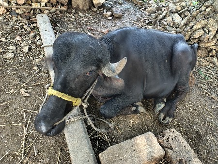 2 ખડેલા વેચવાના છે