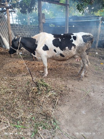 ગીર સોમનાથ સોનારીયા