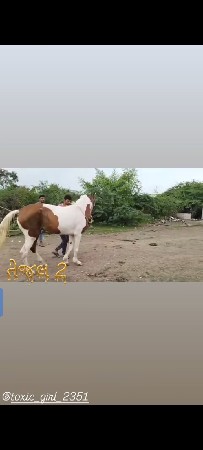 ઘોડીનાસાટે ઘોડીઘોડોહાલે વેચવીનથી