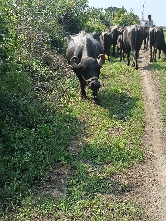 2 ભેસુ વેચવાની છે 10 4 દીની કાચી