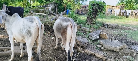 ઞોઢલા વેશવાના