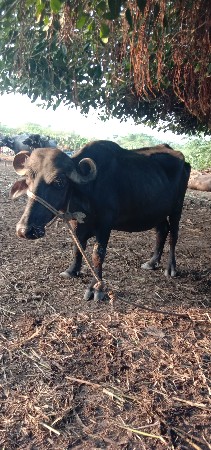વેચવાની છે