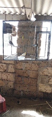 પીંજરુ બના વવુ હોય તો સંપર્ક કરો