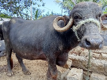 ભેંસ વેચવાની છે