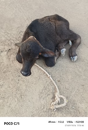 ભેંસ વેચવાની છે