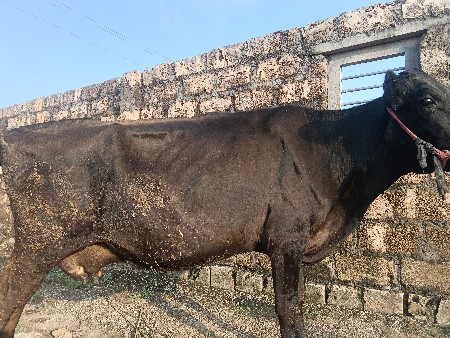 એચએફ ગાય વેચવાની છે
