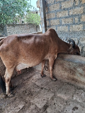 ગાય