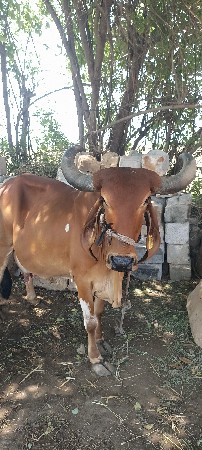 ગાય વેચવાની છે