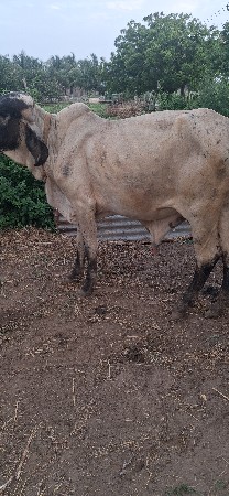 2 વર્ષ વેચવા નોં છે