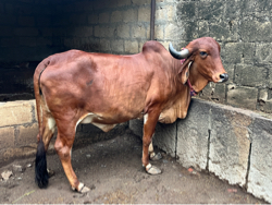 ઓડકી વેચવાની છે.