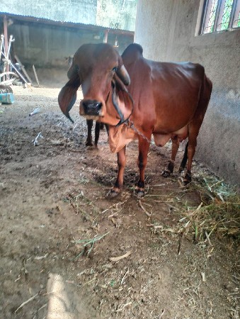 વેચવાની છે