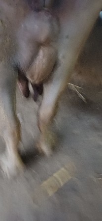 ભુરી ભેસ