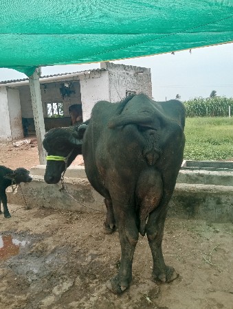 ભેંશ વેશવાની છે