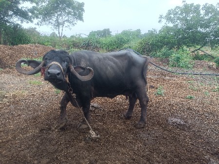 ભેંસ વેચાય ની છે