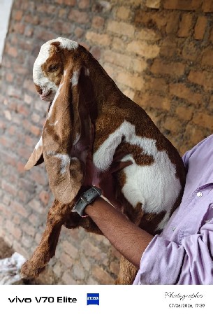 હૈદરાબાદી બચ્યો ફુલ પંચ ફેસ વાળું