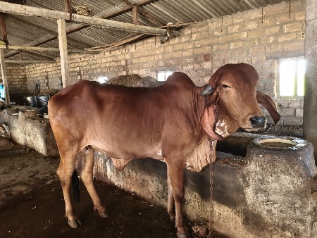 હોડકી વેચવાની સે