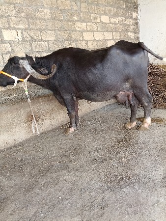 ભેંસ વેચવાની છે