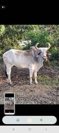 બળદ  મફત દેવાના છે