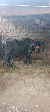 ભેશવેશવાનીછેતીજુવેતર20દિનીકાશીછ