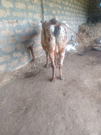 કોસજરસીહોડકીવેચવાનીછે