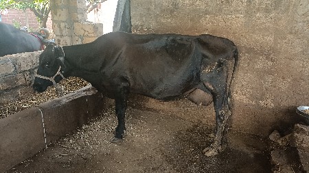 એસભ ગાય વેચવાની છે.