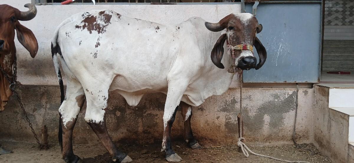 આ ગાઈ તાત્કાલિક વેચવાની છે