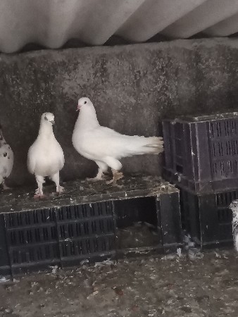 Ek Chhori kabutar bhijwana chahie