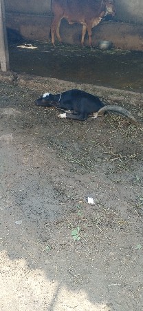 પાડો વેચવાનો છે