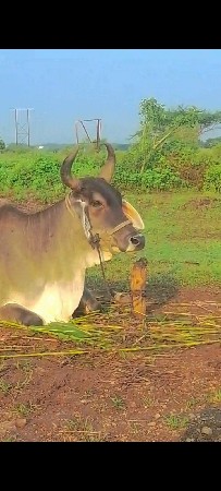 વેચાવ છે
