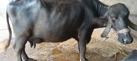 ભેંસ વેચવા ની સે