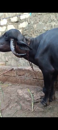ભેંસ વેચવાની છે