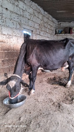 ગાય વેચવાની છે