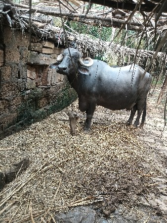 વેચવાની છે