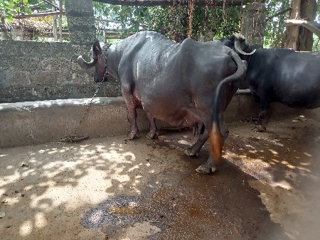 ભેંસ વે‌ચવાની છે