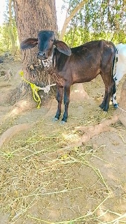 ક્રોસ વાસળી