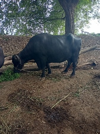 Bhes vesavani se