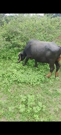ભેંસ વેચવાની છે